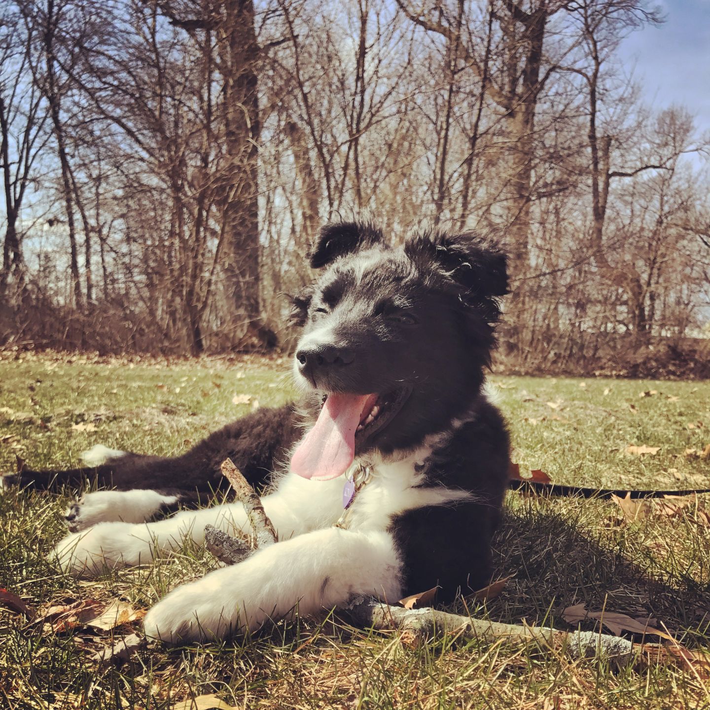 6 tips for keeping your pet safe this summer in NWI